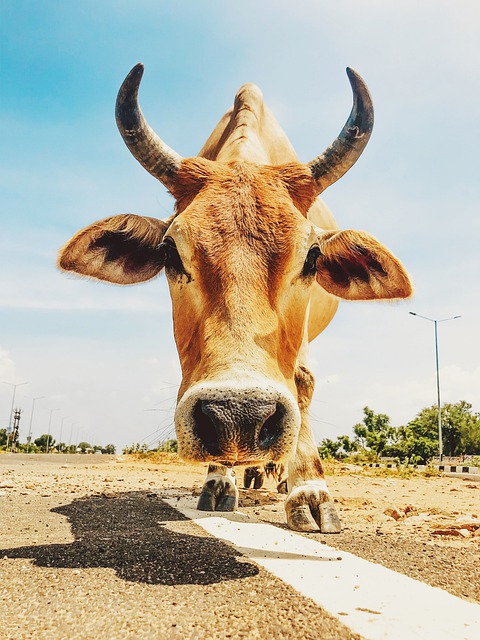 Humor writing beefalo on the loose